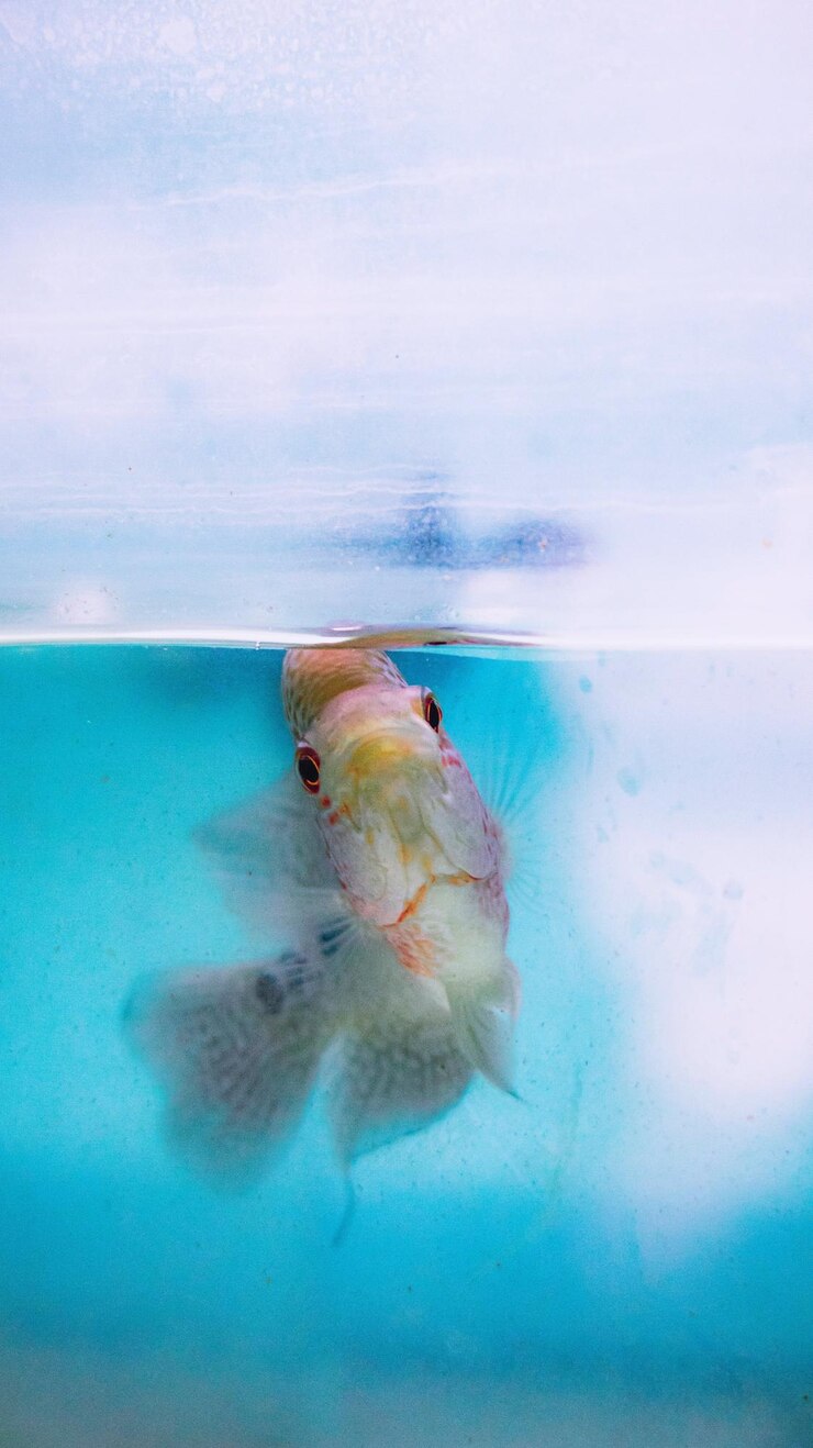 Photo 水族館の魚 水中の<unk>を持つ動物が 薄い透明なプラスチックの下の青い水で泳いでいます