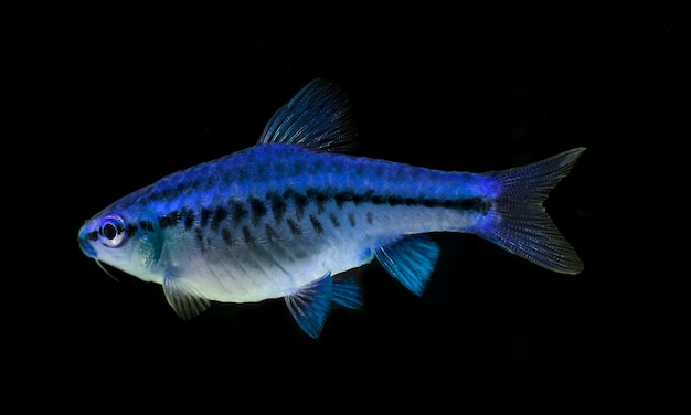 水族館の魚、Barbus tetrazona、クローズアップ