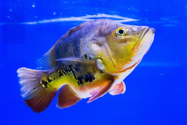 青い背景に水族館の魚