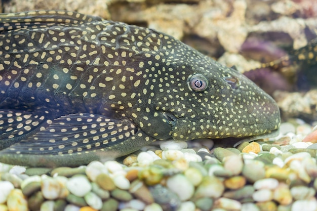 Aquarium Fish Bushymouth catfish (Ancistrus dolichopterus). Ancistrus dolichopterus, one of the Ancistrus species called the Bushymouth catfish, is a species of armored catfish native to Brazil.