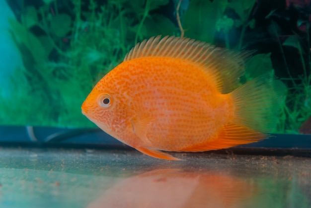 水族館の魚Cichlasoma severum