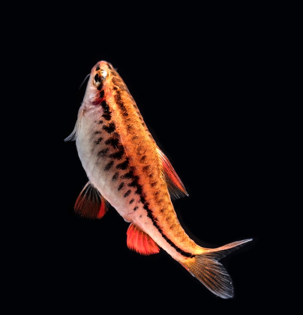 水族館の魚、クローズアップ