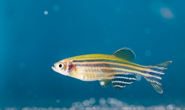 Pesci d'acquario, primo piano