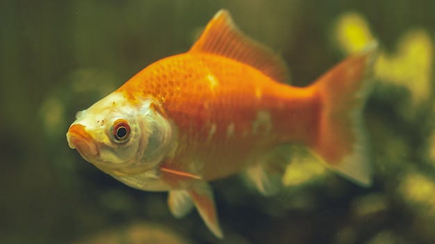 Aquarium fish Comet close-up. Underwater world.