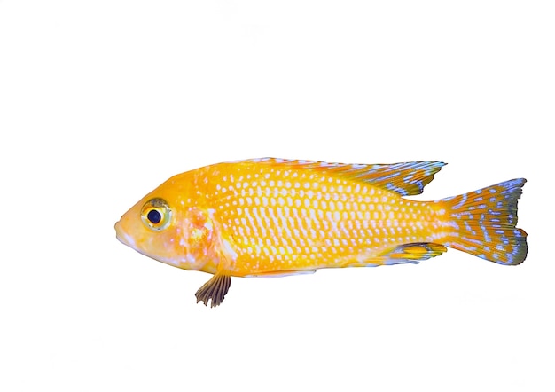 수족관 물고기 난쟁이 Cichlid-Aulonocara(Aulonocara sp. Orchidea Red)