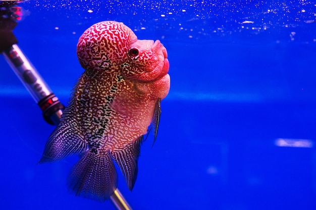 aquarium fish, flower horn fish on blue screen