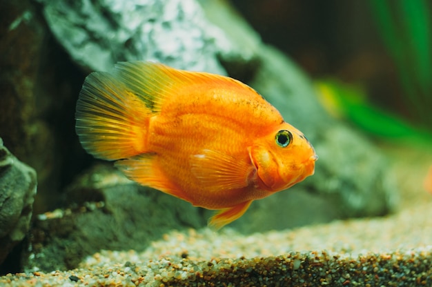 写真 水族館の魚-金魚