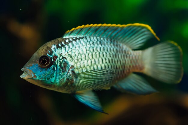 Fine di nannacara del pesce dell'acquario su