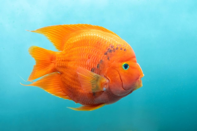 Аквариумная рыба Красная рыба-попугай изолирована Красочные пресноводные рыбы популярны в доме как хобби