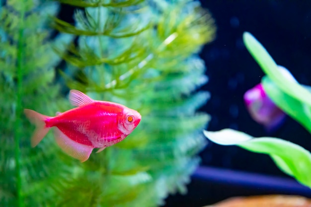 水下で泳ぐ水族館の淡水魚