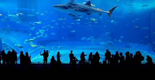 Aquarium in de stad Okinawa