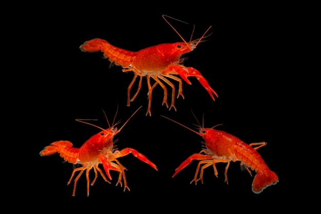 Aquarium Lobster shrimp isolated on black Background