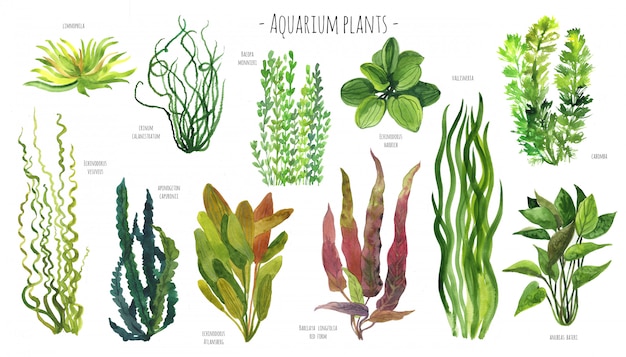 Photo aquarium plants watercolor