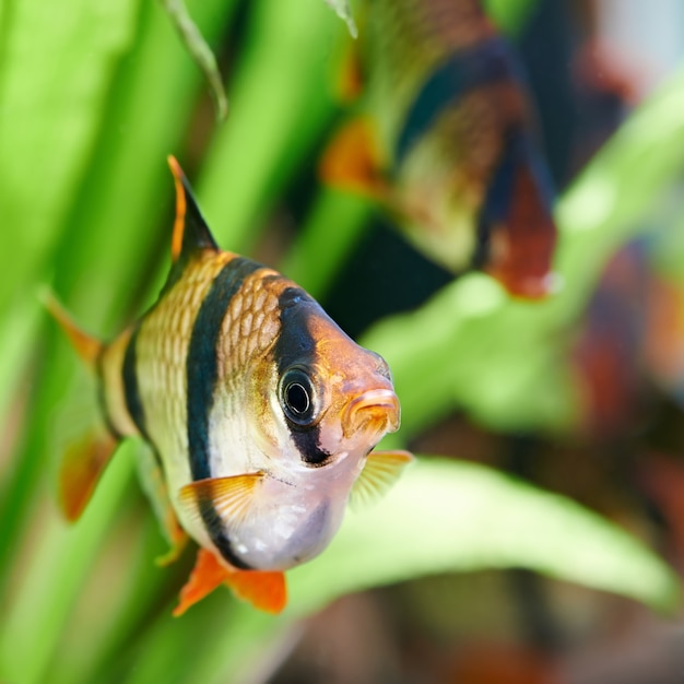 Aquariumvissen - Barbus Puntius Tetrazona