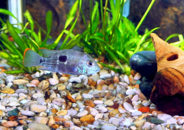 Aquariumvissen dwergcichlide. (Apistogramma nijsseni).