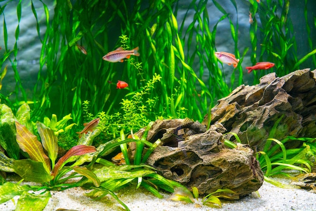 Aquariumvissen en algen in een zoetwateraquarium. Onderwaterwereld.