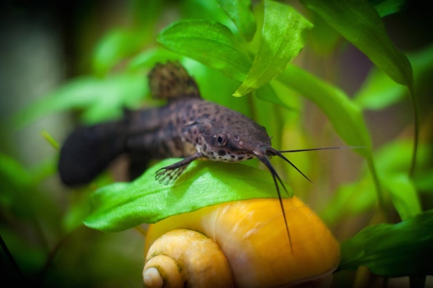 Aquariumvissen. hoplosternum thoracatum en slak in aquarium