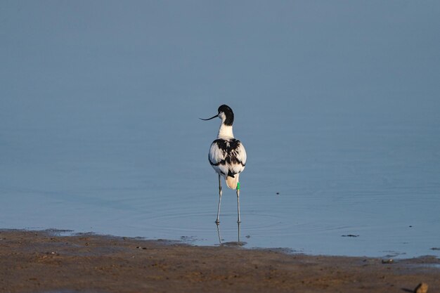 Aquatic bird standing still and looking and one side on a the shore of a lake in Majorca