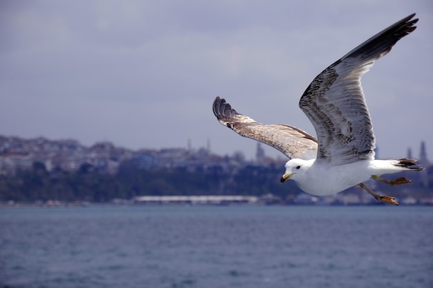 Uccelli acquatici oche anatre cigni gabbiani pellicani