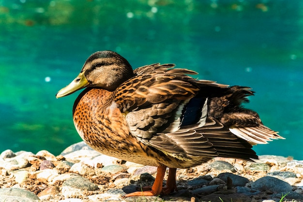 水鳥ガチョウアヒル白鳥カモメペリカン