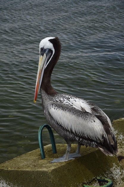 パラカス国立公園の海岸にあるパラカス国立保護区ペリカンの水生鳥クローズアップペルー