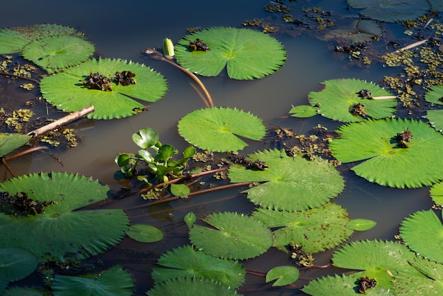 Aquatic foliage showing all its beauty in a lake in Brazil, selective focus.