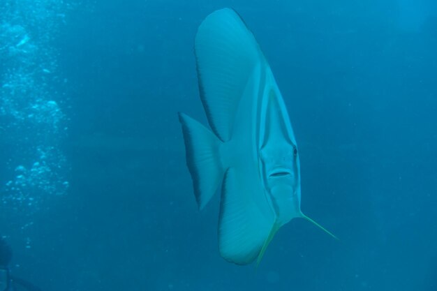 Aquatic mammal at red sea yanbu