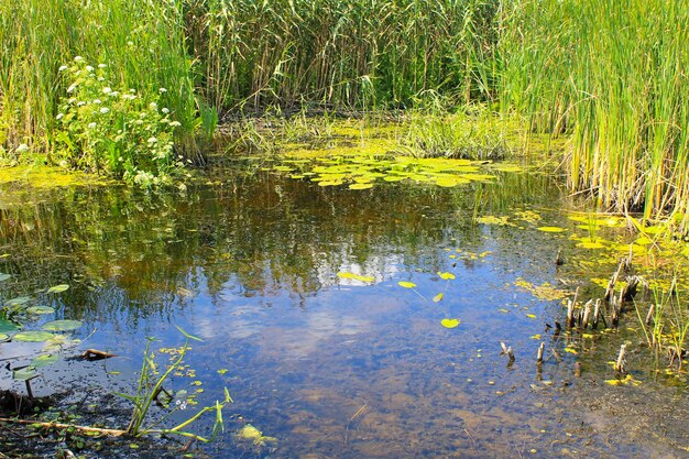 Водные растения в болоте