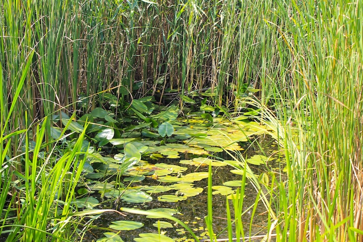 Photo aquatic plants in a swamp
