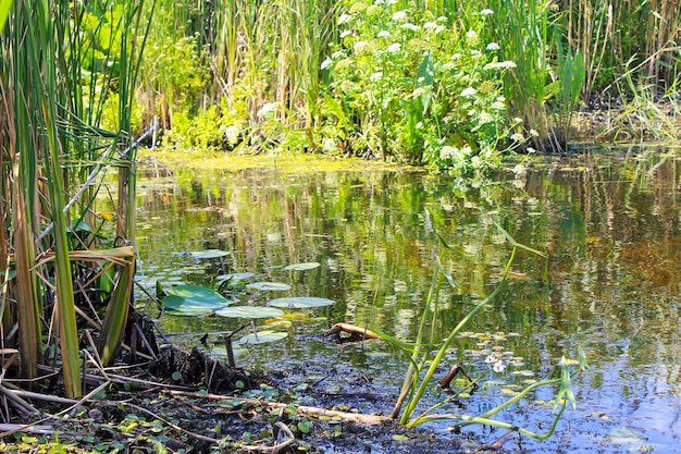 Водные растения в болоте