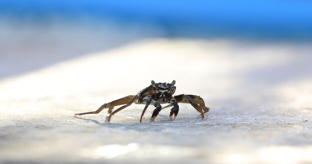 aquatic sea crab on a tropical island