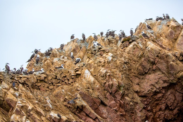 Aquatic seabirds in PeruSouth America coast at Paracas National Reservation Peruvian Galapagos Ballestas IslandsThis birds hunters of fish and shellfish