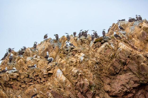 Aquatic seabirds in PeruSouth America coast at Paracas National Reservation Peruvian Galapagos Ballestas IslandsThis birds hunters of fish and shellfish