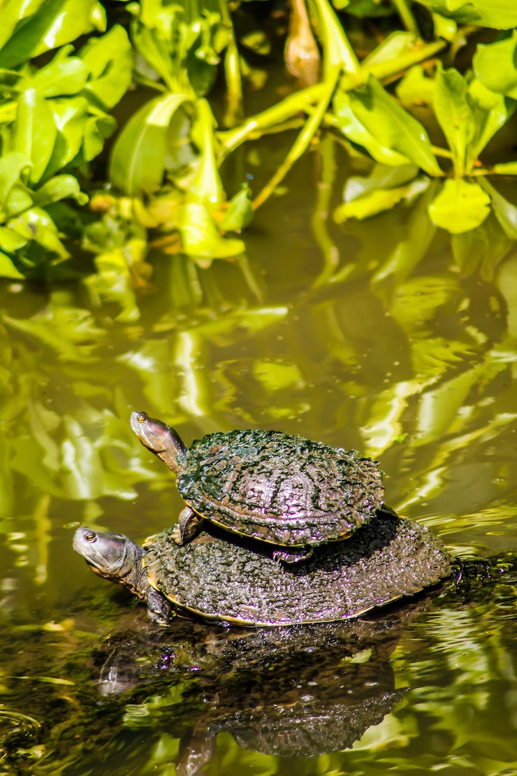Photo aquatic turtle in a pond in the dominican republic