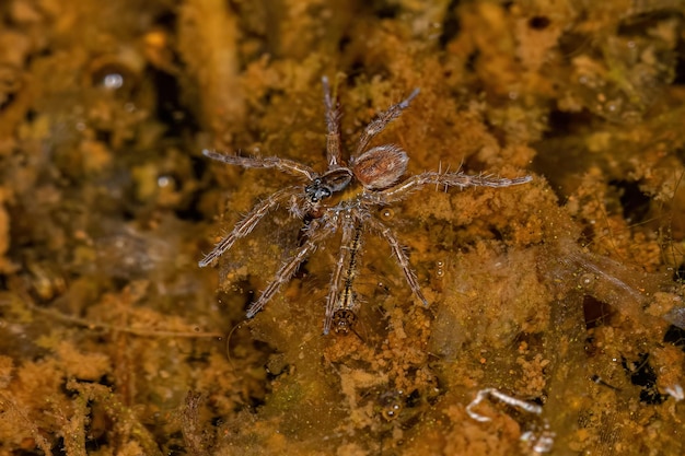 Aquatic Wolf Spider on water