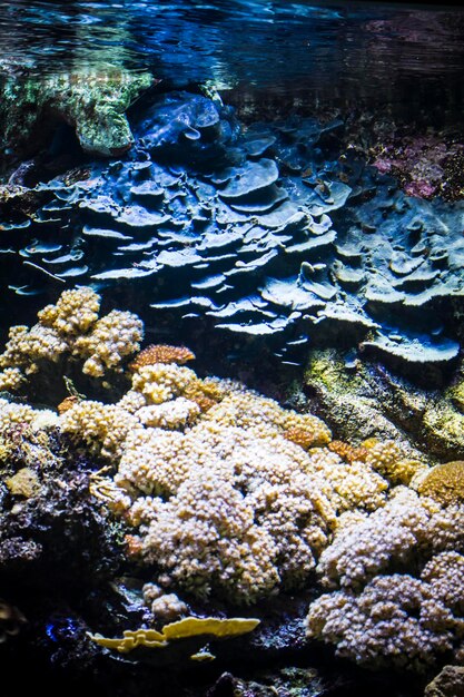 Aquatisch, zeebodem met vissen en koraalrif