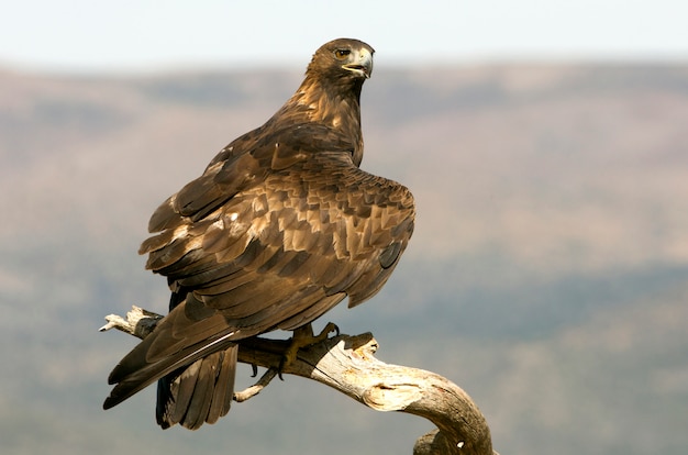 Foto aquila chrysaetos. aquila reale