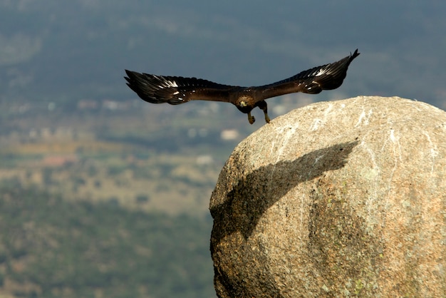 Aquila chrysaetos. Gouden arend