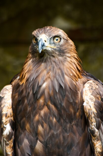 自然保護区、サザランド、スコットランドのAquila Chrysaetos