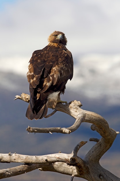 Foto aquila chrysaetos