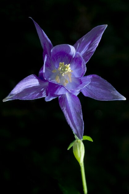 Photo aquilegia - aquilegia is a genus of herbaceous perennial ranunculaceae