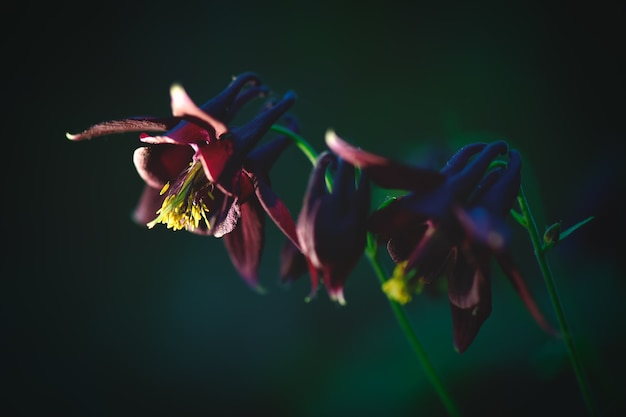 Photo aquilegia atrata  on italian prealps