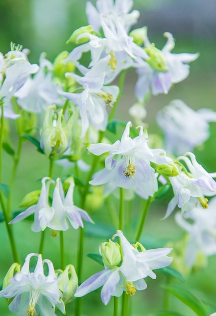 정원에서 Aquilegia 꽃 선택적 초점