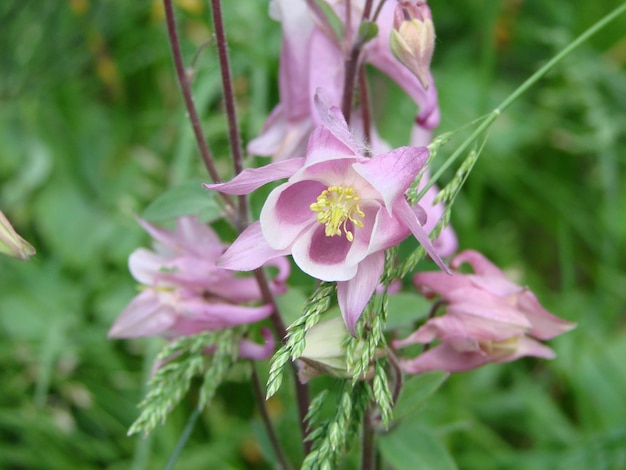 녹색 정원에 있는 Aquilegia formosa 크림슨 콜럼바인 서부 콜럼바인 또는 레드 콜럼바인 콜럼바인