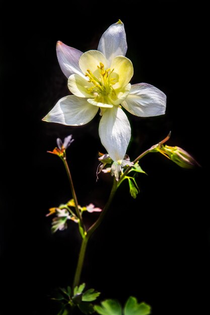 満開の花のクローズアップのオダマキ