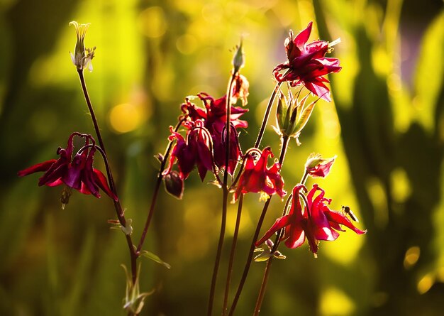 Aquilegia purple flowers in sunlight