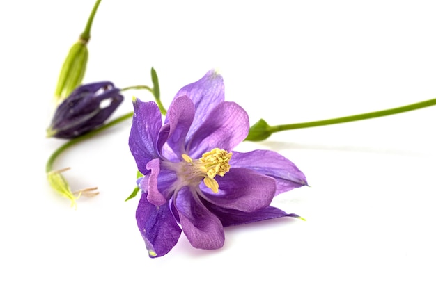 Aquilegia vulgaris voor witte achtergrond