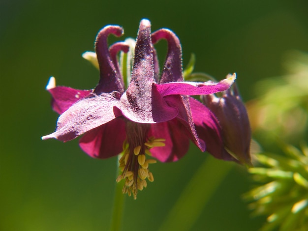 Aquilegia