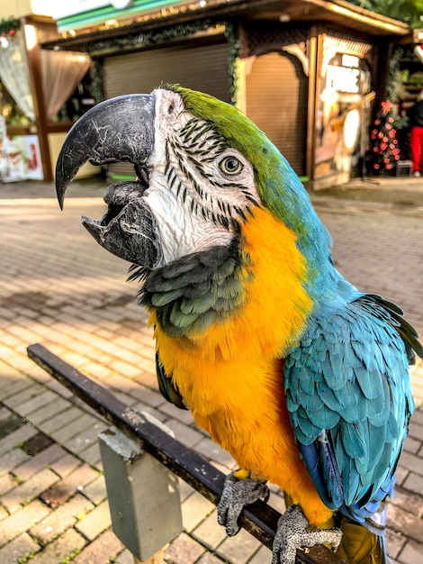 Ara ararauna. Blauw-gele ara papegaai portret. Ara ara papegaai.