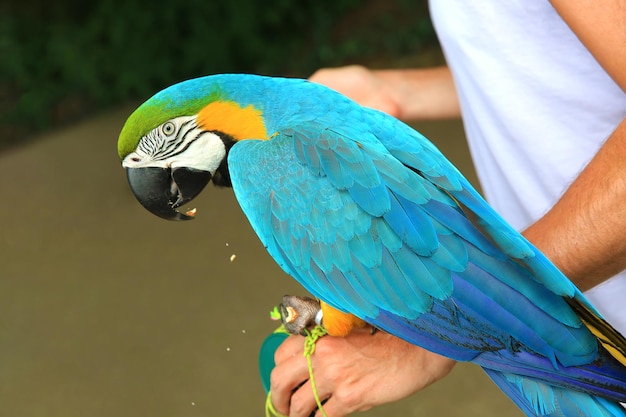 Ara ararauna. Blue-yellow macaw parrot on the hand.